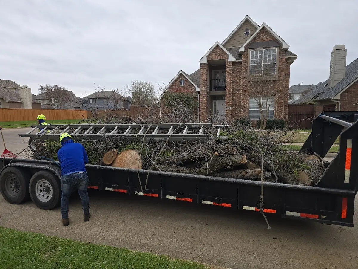 Expert Tree Pest Control with proper safety equipment in Loleta